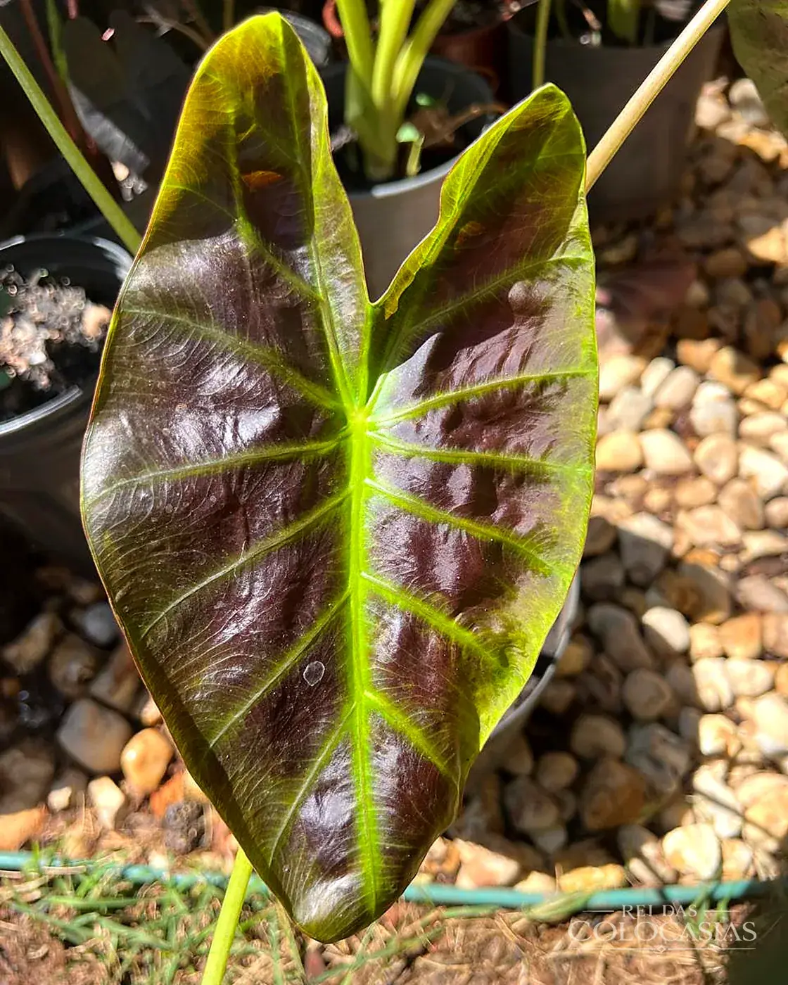 Colocasia Aloha