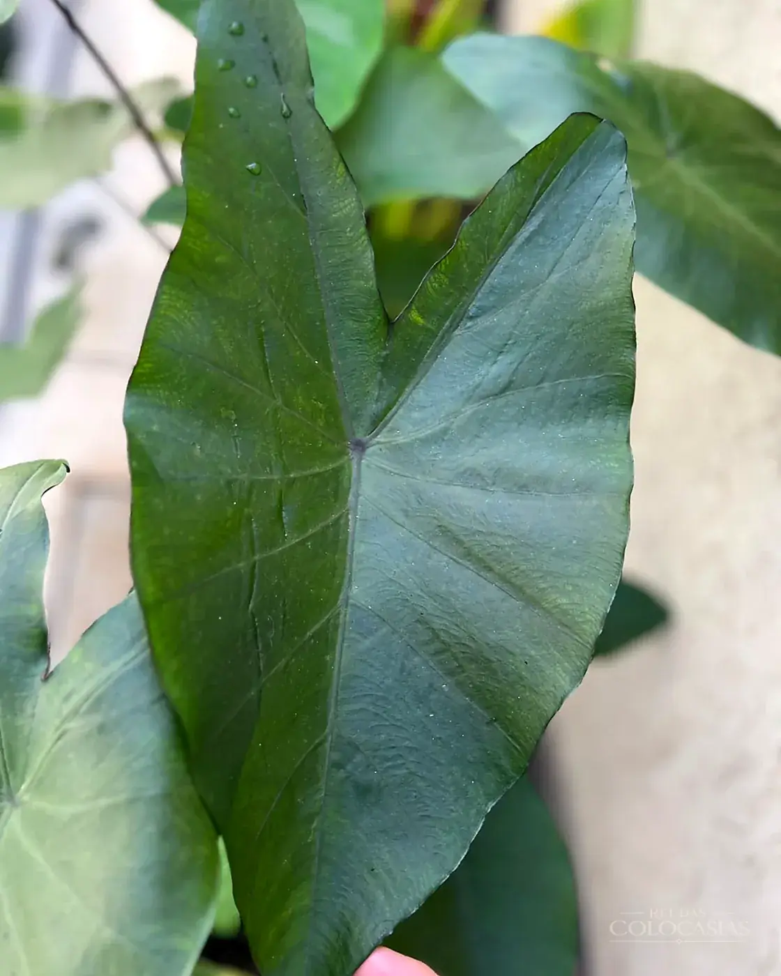 Colocasia Fontanesii