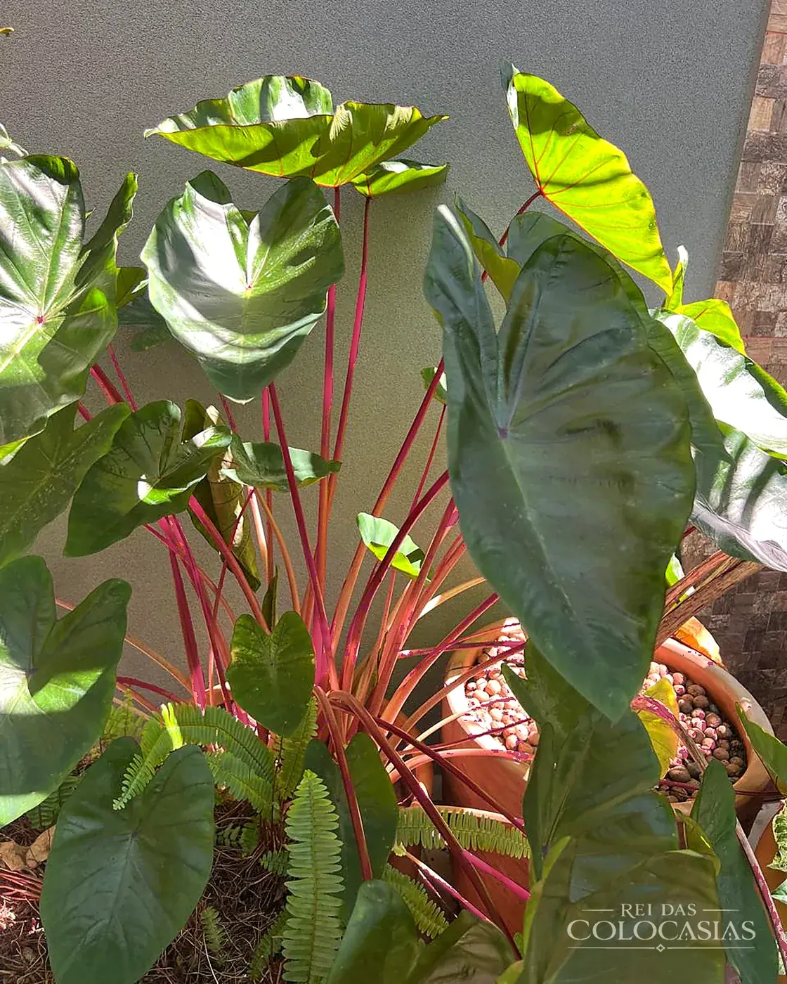 Colocasia Hawaiian Punch