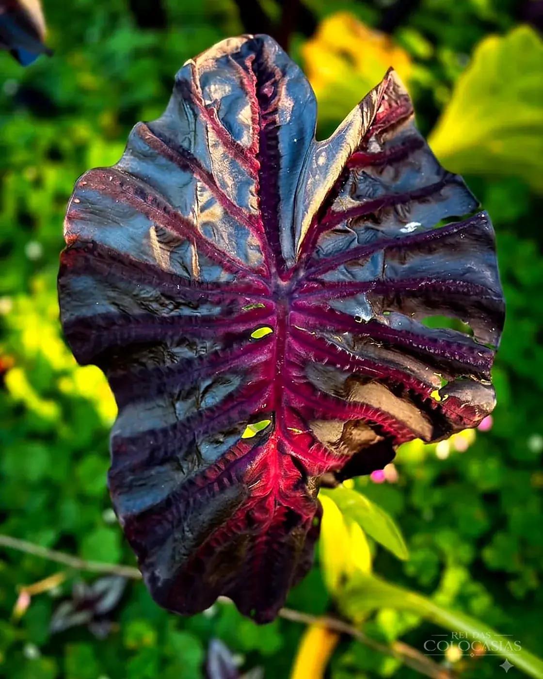Colocasia Inferno Falls