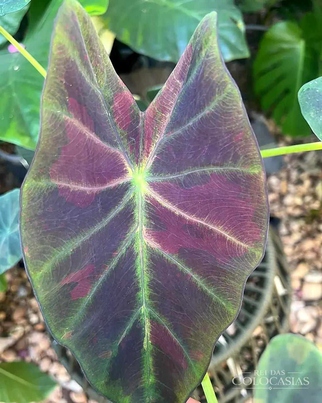 Colocasia Midnight Bride