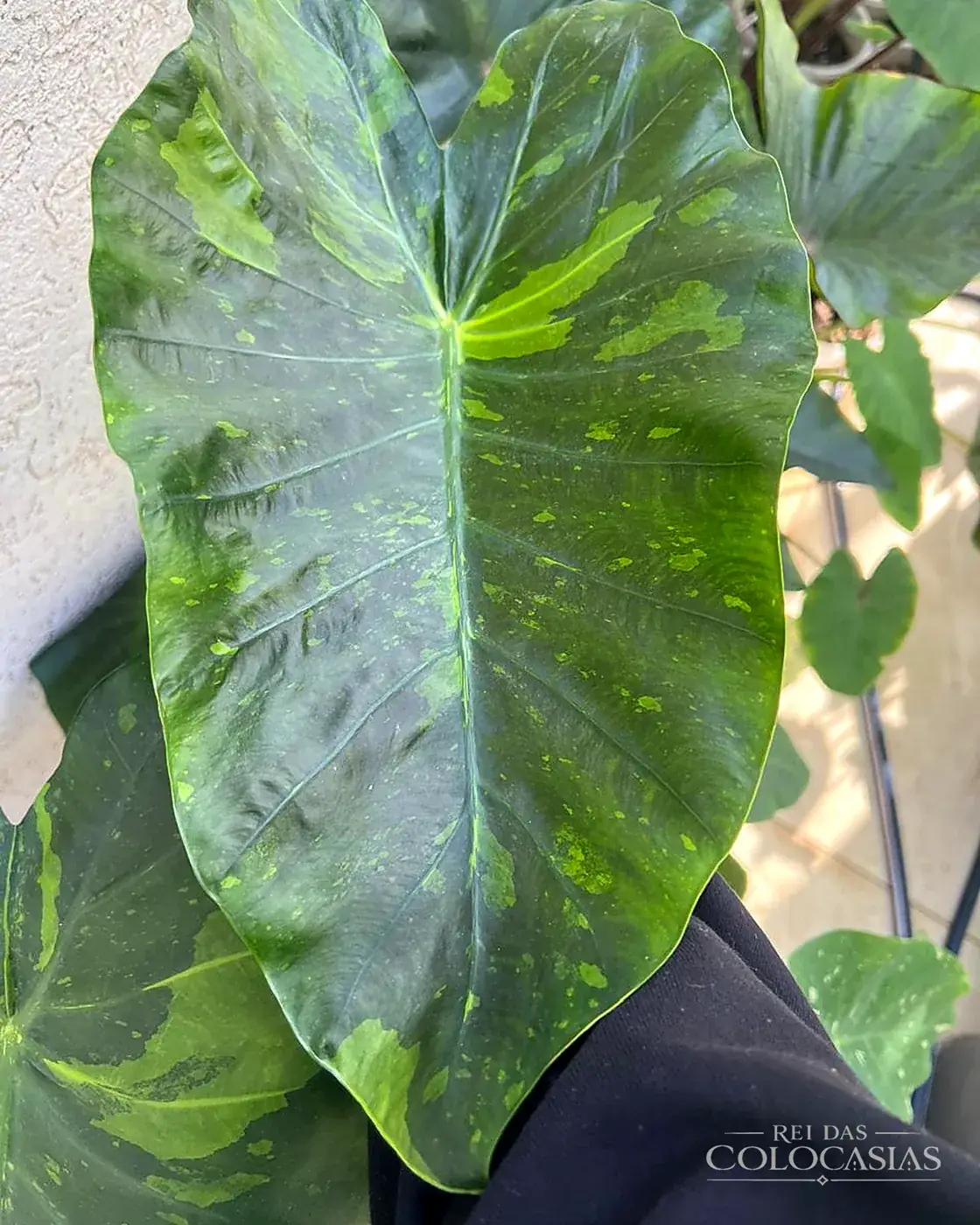 Colocasia Morning Dew