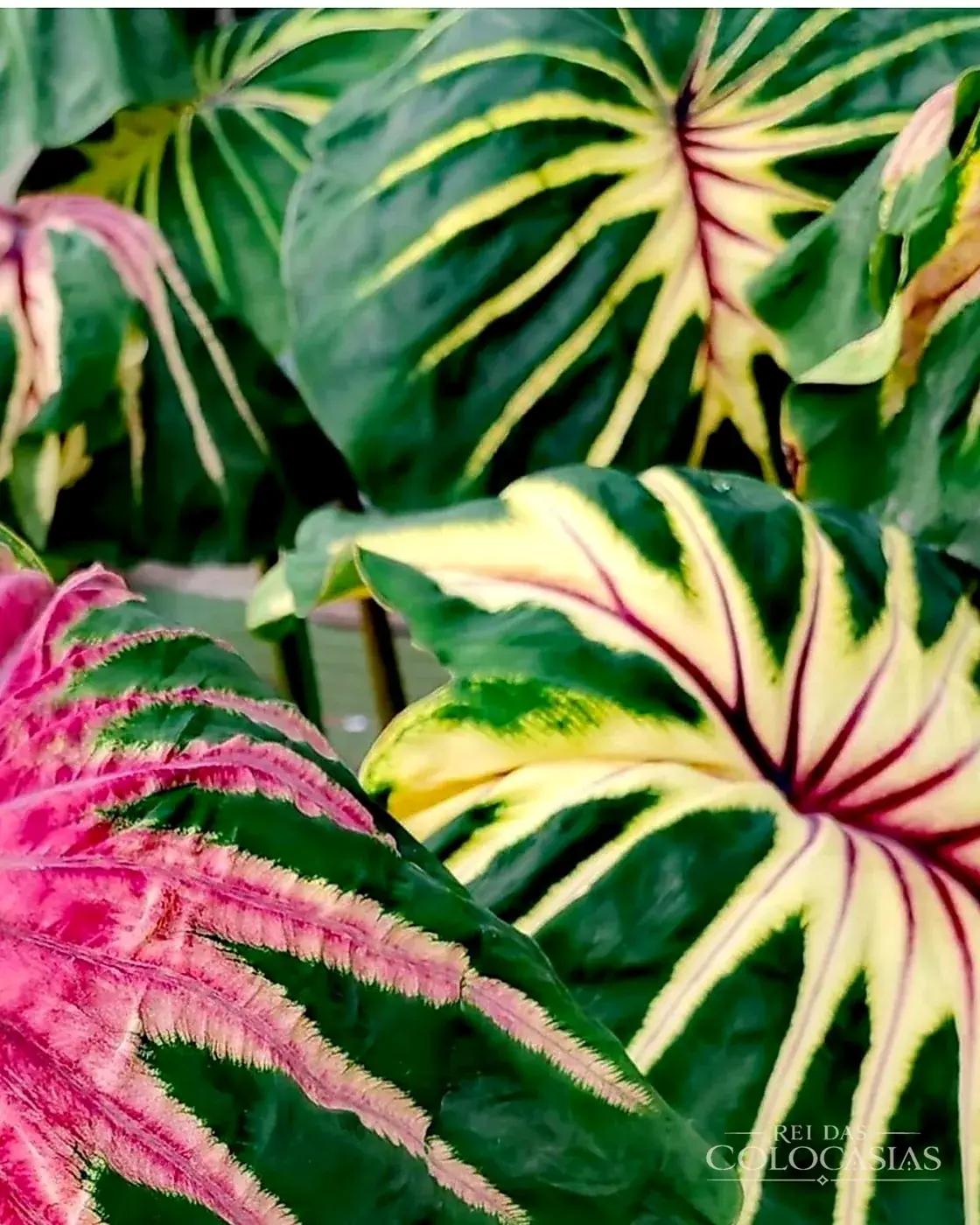 Colocasia Siren Sun Moon